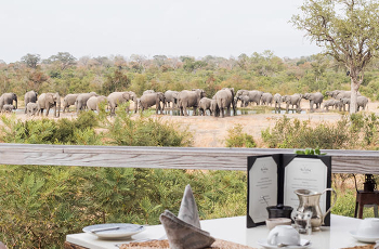 Elephants drinking close to Simbambili