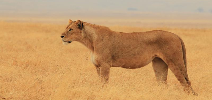 A lioness in the Ngorongoro Crater, Tanzania