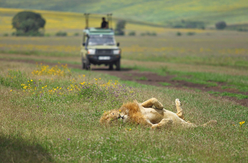 An Ngorongoro Crater lion encountered on a game drive from The Highlands