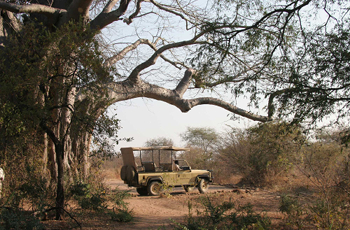 Game drive from Jongomero Camp, Ruaha National Park, Tanzania