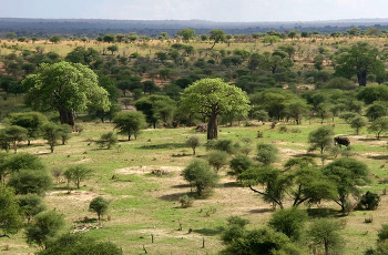 Tarangire National Park, Tanzania