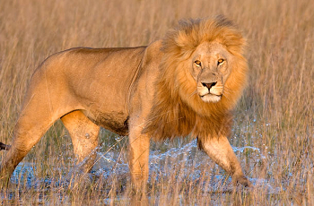 A healthy lion population exists in Tarangire National Park