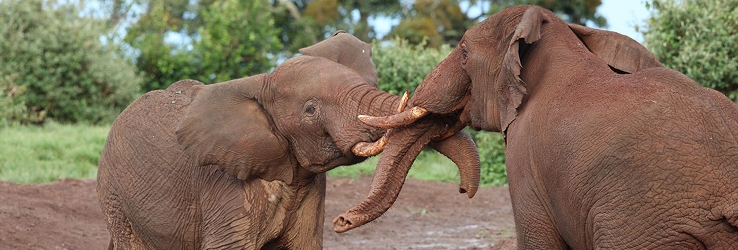 Elephants in front of the Ark, Kenya
