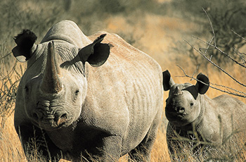 Black rhino are among the rare and exciting wildlife at Tswalu