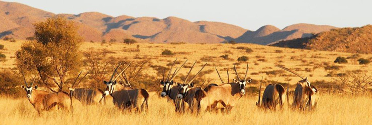 Tswalu is known for rare and exciting wildlife