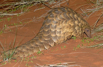 Pangolin are regularly seen - normally a very rare sighting