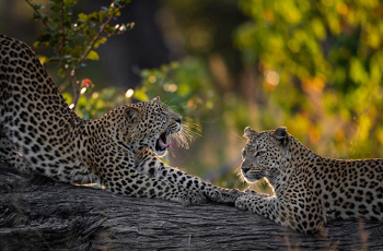 Leopard, Tuludi, Okavango Delta