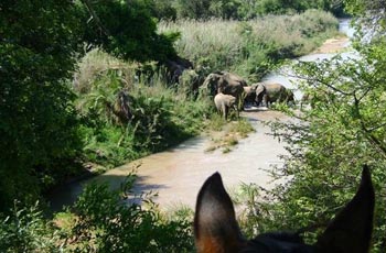 Elephants crossing water, viewed from horseback