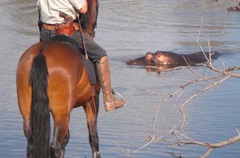 Hippo viewed from horseback, Near Kruger Park, South Africa