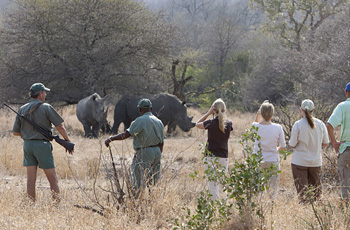 Walking Safari viewing rhino, Plains Camp, Kruger Park