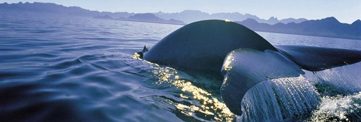 Southern Right Whales visit Gaansbaai around July - October