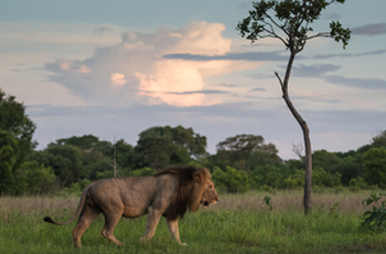 Male lion near Musekese Camp, Kafue, Zambia