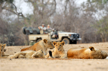 Lions seen on game drive, Chiawa Camp, Lower Zambezi