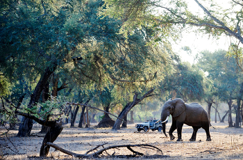Open woodland near Old Mondoro, Lower Zambezi, Zambia