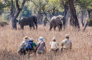 Walking Safari, Chikoko Trails Camp, South Luangwa