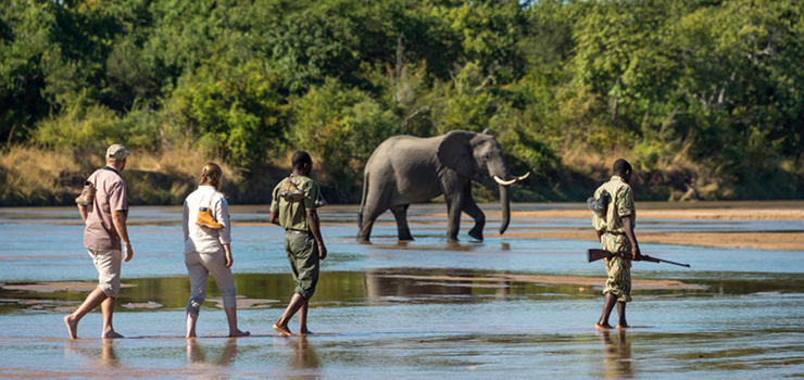 Elephants on foot, South Luangwa, Zambia