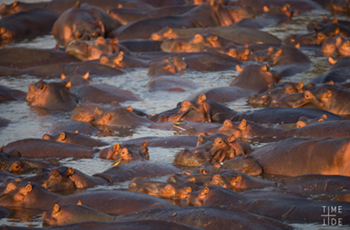 Hippo are in abundance in the South Luangwa National Park