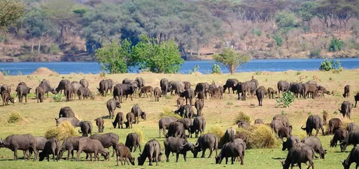 Herd of buffalo, Mana Pools, Zimbabwe