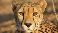 8 Days South Africa Self Drive Tour