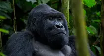 Explore Bwindi Impenetrable National Park, Uganda