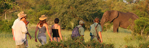 Walking safari conducted at Plains Camp, Kruger Park