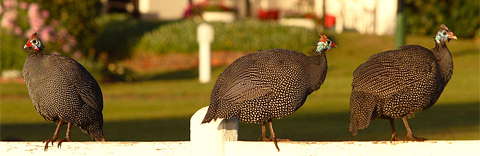 Belvidere Manor, Knysna, Garden Route