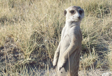 Meerkat colony near Camp Kalahari