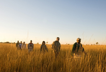 Walking are among the safari activities at Camp Okavango Walking are among the safari activities at Camp Okavango