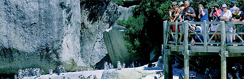 African Penguins near Cape Town Hollow Boutique Hotel