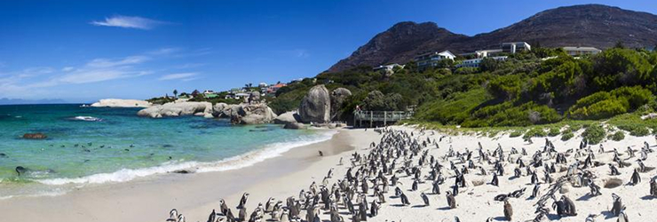Boulders Beach at Simonstown is home to a colony of African penguins