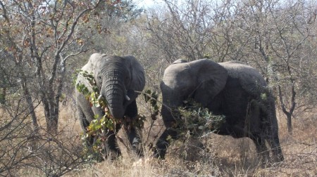 South Africa safari