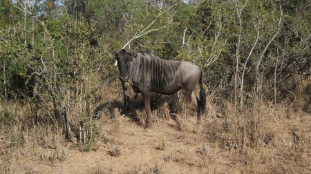Kapama Game Reserve safari