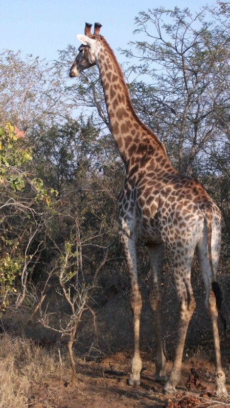 Safari in South Africa