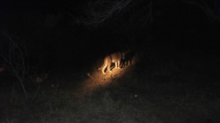 Safari in South Africa