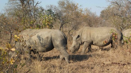 South African safari