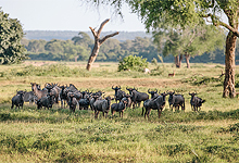 On safari near Chilo Gorge Safari Lodge