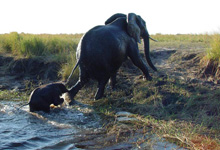 Elephants, Chobe River, Botswana