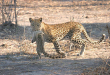 Leopard seen on game drive, Chobe Safari Lodge Leopard seen on game drive, Chobe Safari Lodge