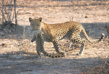 Leopard seen on game drive, Chobe Safari Lodge