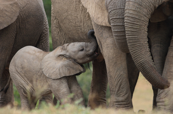 Elephants, Kruger National Park