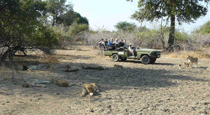 Safaris at Flatdogs Camp