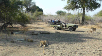 Safaris at Flatdogs Camp Safaris at Flatdogs Camp