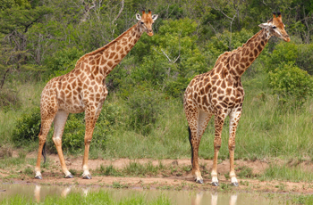 Giraffe, Kruger National Park