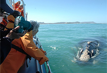 Whaling season at Grootbos