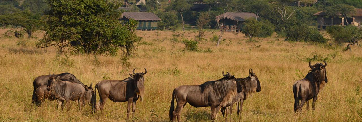 Wildebeest in fromt of Grumeti Migration Camp