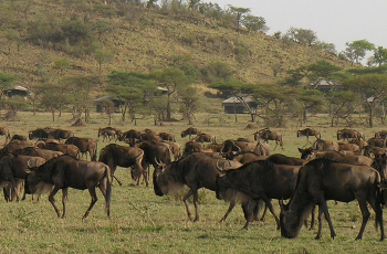 Grumeti Migration Camp