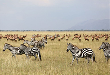 Grumeti, Serengeti, Tanzania