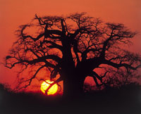 Sunset on safari Sunset on safari