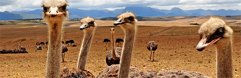 Ostrich Farm near Hunters Country House, Garden Route Ostrich Farm near Hunters Country House, Garden Route