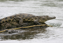 Crocodile, Chobe River Crocodile, Chobe River